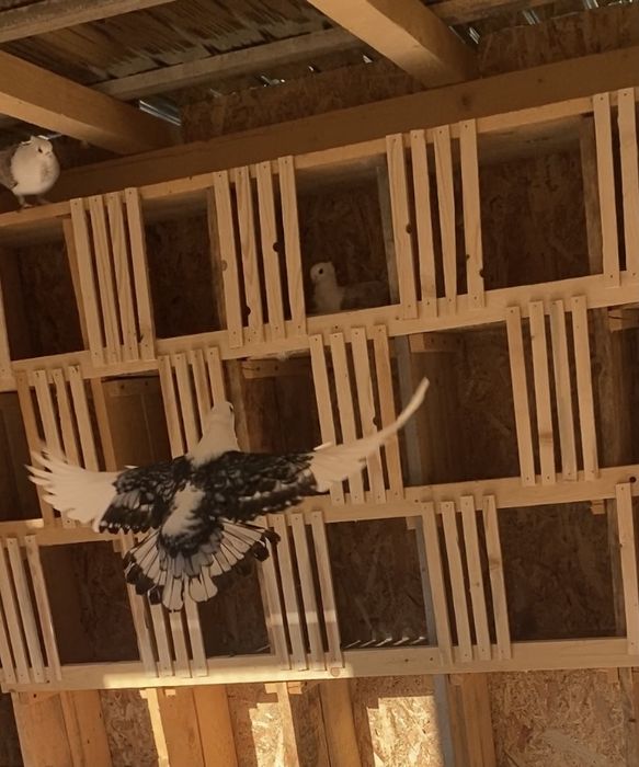 Porumbei misirli satineti