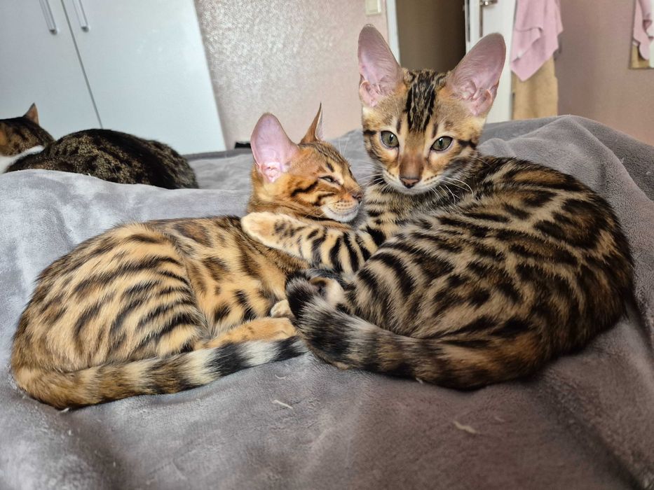 Бенгалски котенца