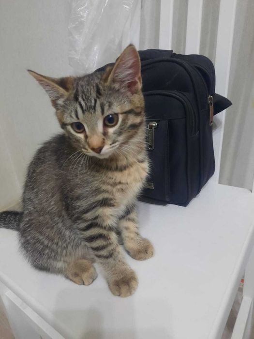 Отдам котят мальчиков в добрые руки