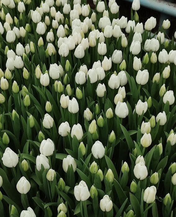 Продаю тюльпаны оптом