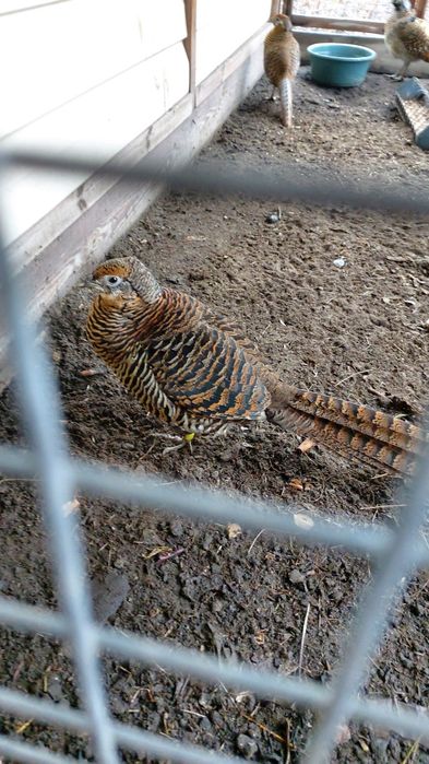 Продам! Алмазную самку.