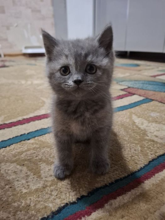 Мушук боласи сотилади