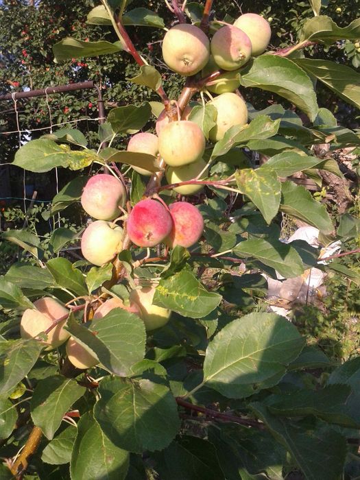 Дача в обществе "Алма"