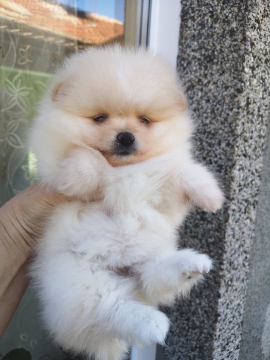 Померан мини