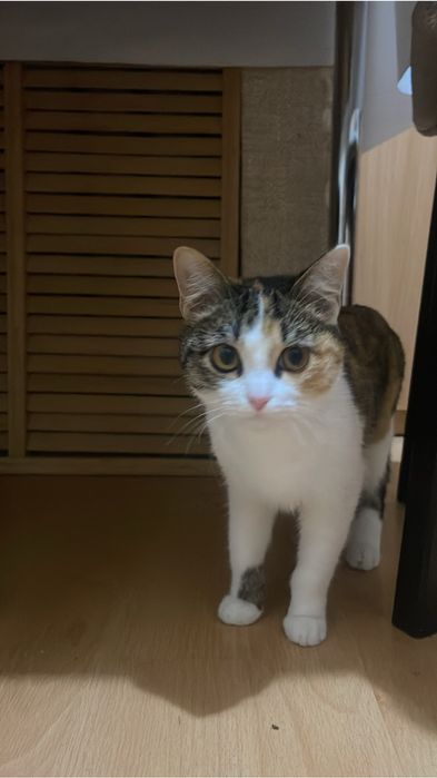 Отдам кошку…………….