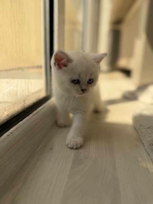 Продается британка шиншилла