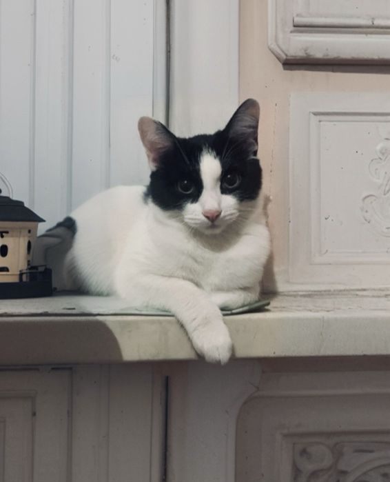 Отдаю кота в добрые руки