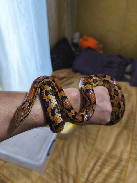 Продам маисовых полазов