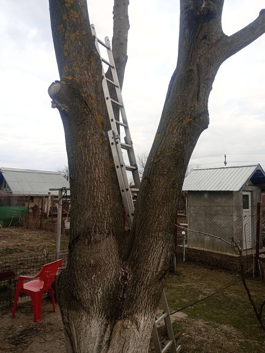 Lemn de nuc textură sănătoasă