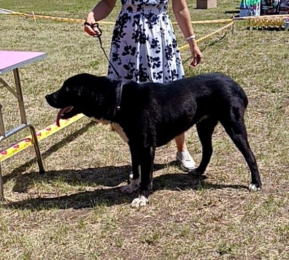 Продам щенков азиатов