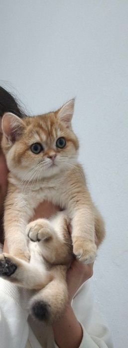 Кошка золотистый шиншила британ 5 ойлик киз бола
