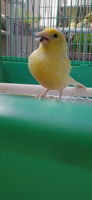 Срочно продадим канарейку!!!