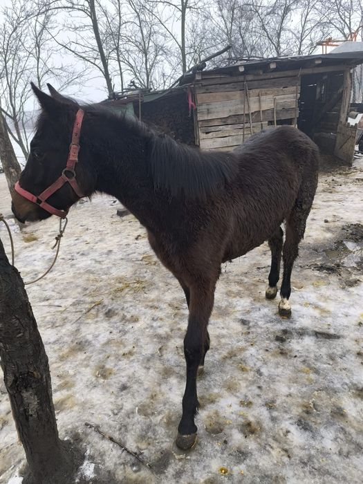 Mânză de vanzare sau schimb