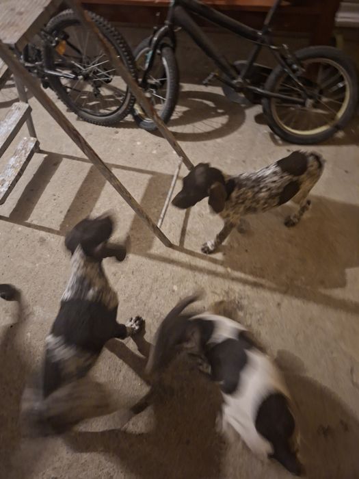 Brac  german frumosi