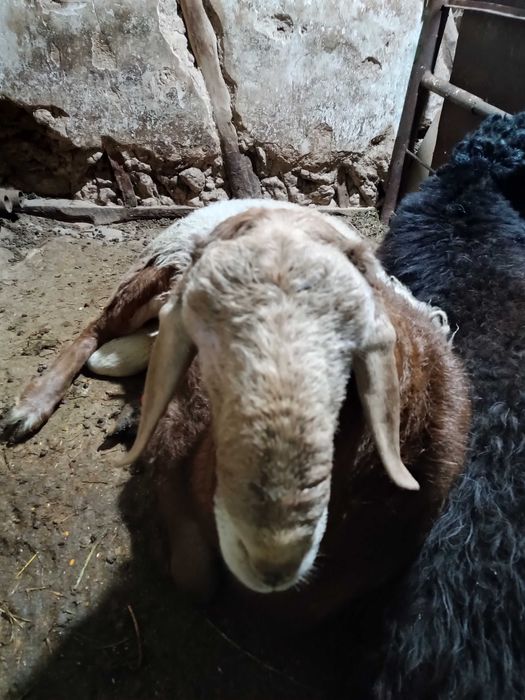 Qoy qoy Turkmen Arashan champion zot xali  bola zot