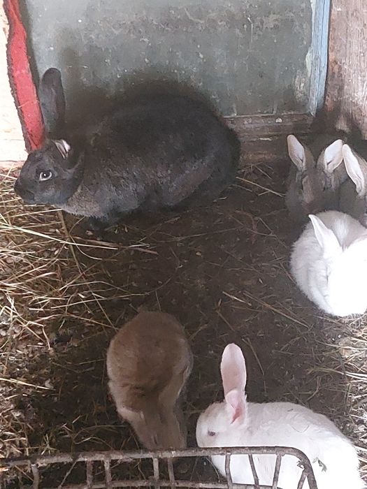 Кролики разных возрастов