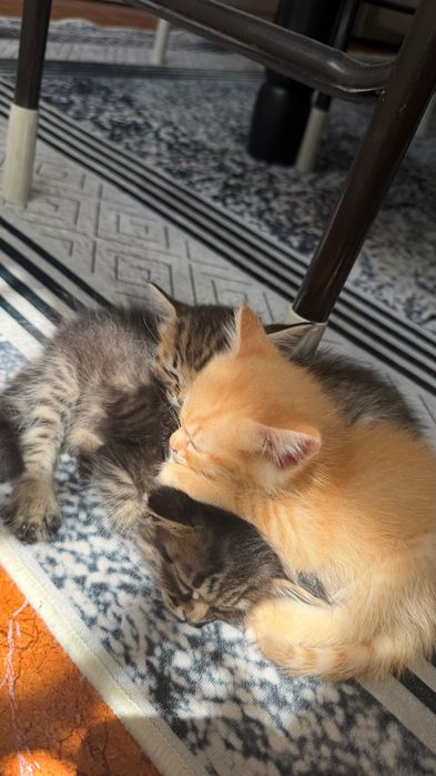 Сибирские котята