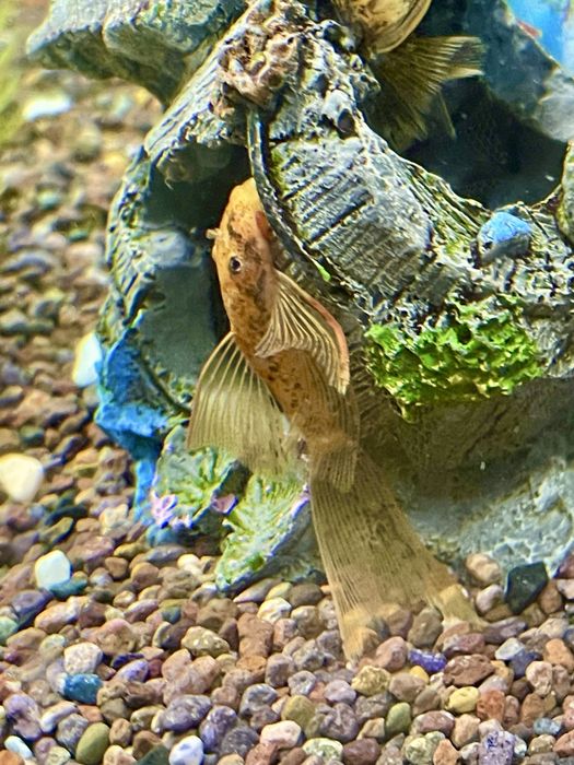 Сомки три колор lda-016