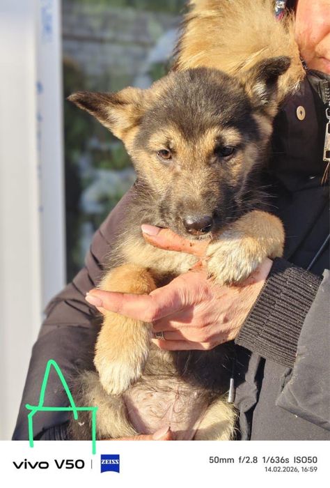 Отдам щенят в добрые руки