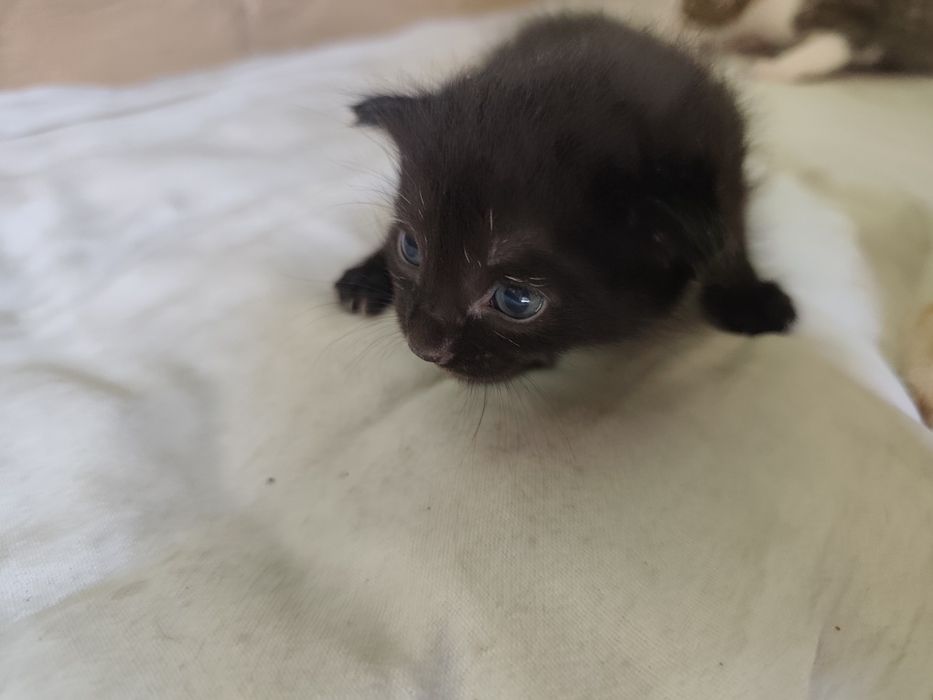 отдаем котят без породы в хорошие руки