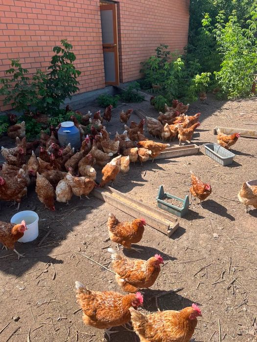 Продам куры-несушки Ломан Браун