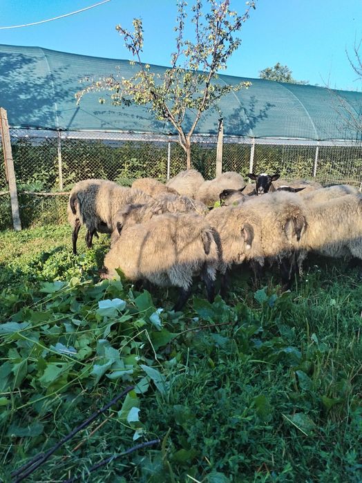 Mielute Romanov gata pentru monta, vârsta 5 luni 0731634515