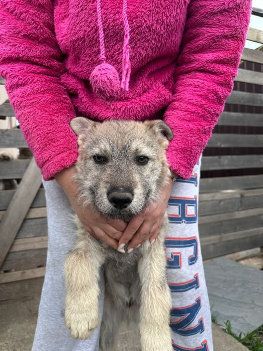 Donez 4 pui de lup cehoslovac