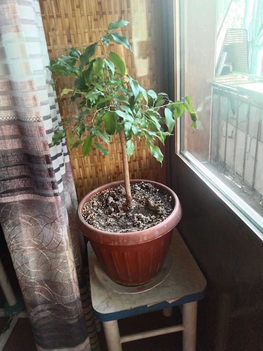 филодендрон Селлоум, юкка, фикус бенджамина- большие растения