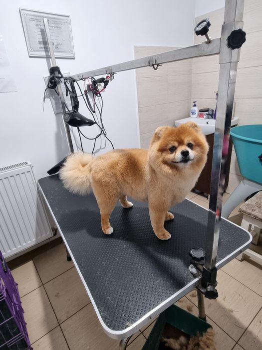 Coafor canin Micalaca