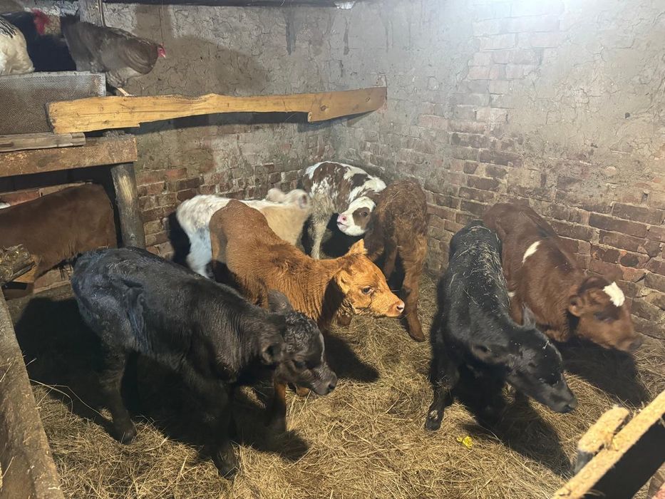 Телята бычки и тёлочки