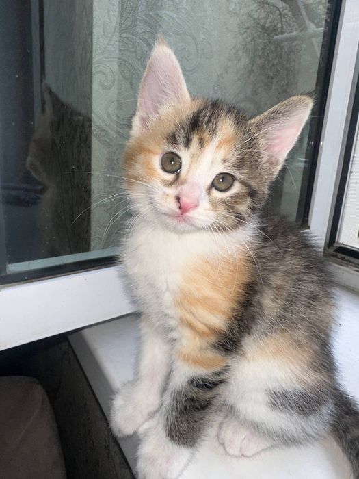 Кошечки пристраивается в добрые руки.