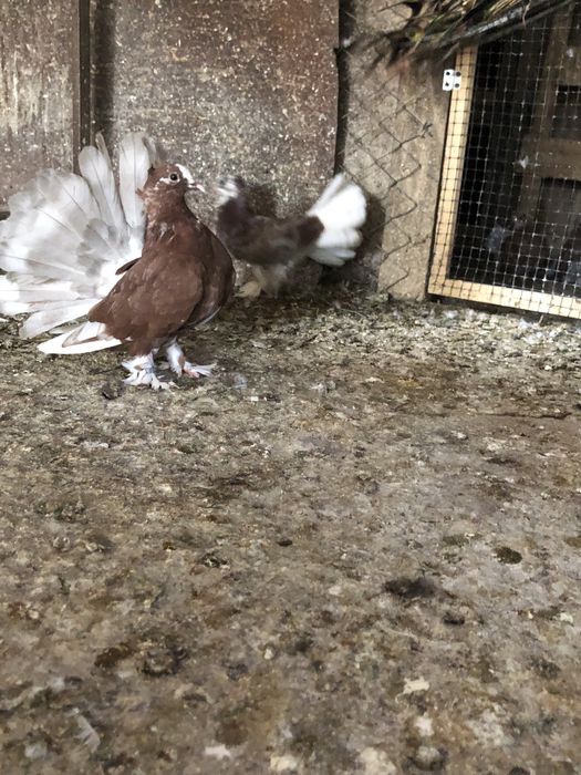 Porumbei voltati indieni