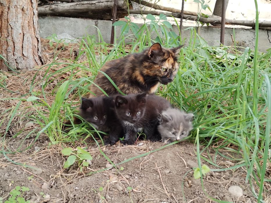 Отдам котят, крысоловы