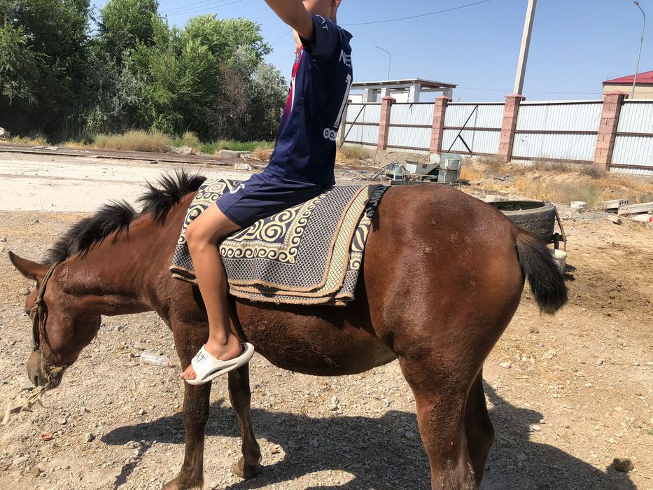 пони сатылымда .