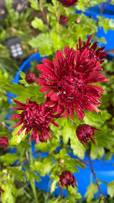 Саженцы на продажу