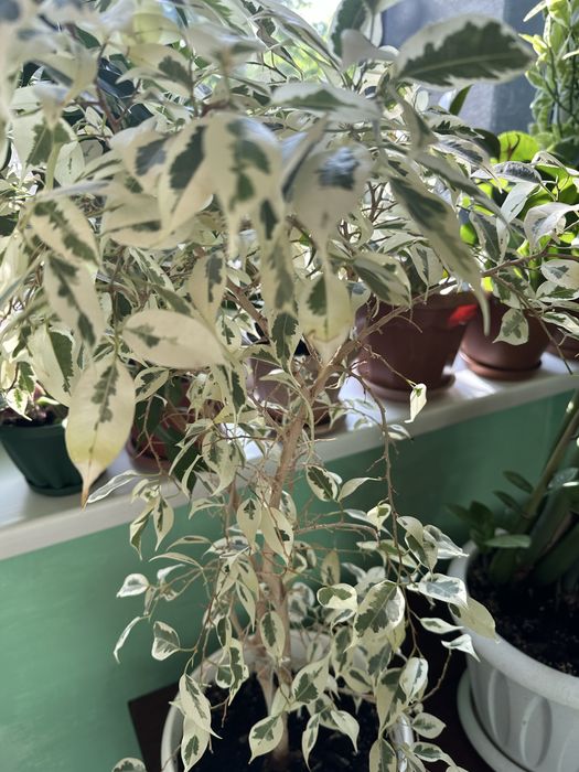 Продам домашние  цветы