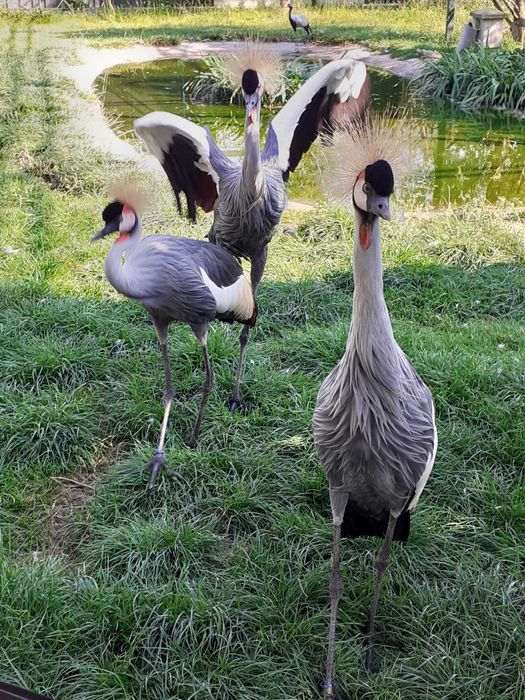 Vând cocori încoronati