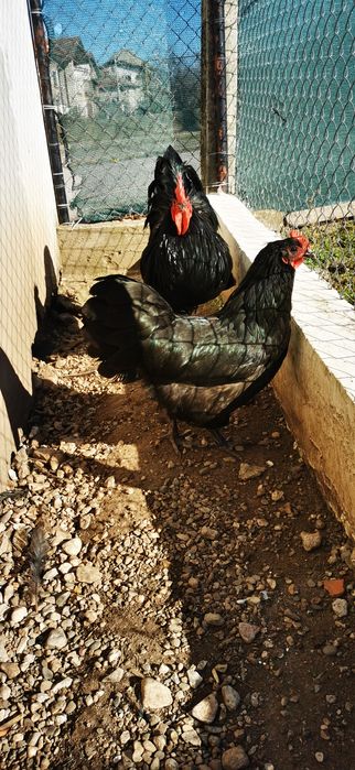 Разплодни яйца от черен австралорп .