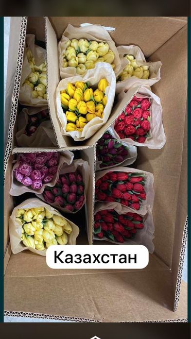 Самые крупные тюльпаны в Казахстане бутон до 10 см