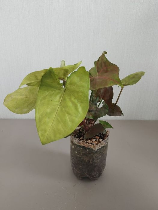 Сингониум Aron brown