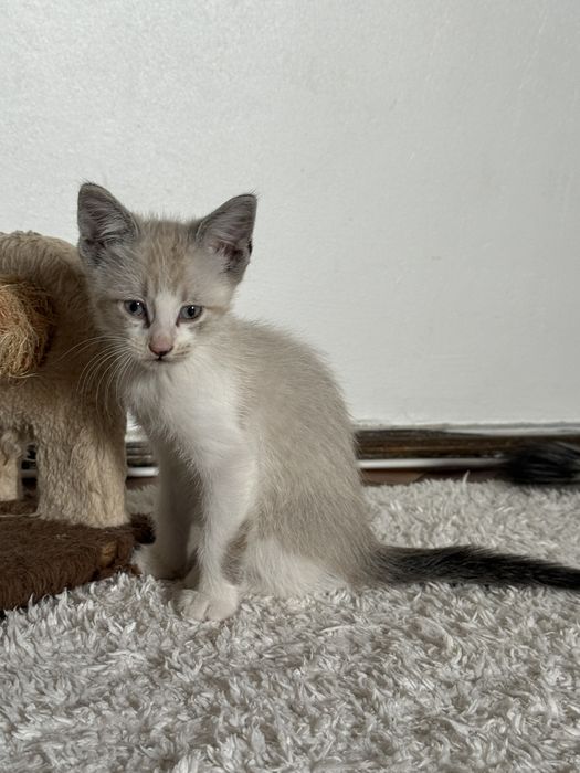 Pisicuta pentru adoptie