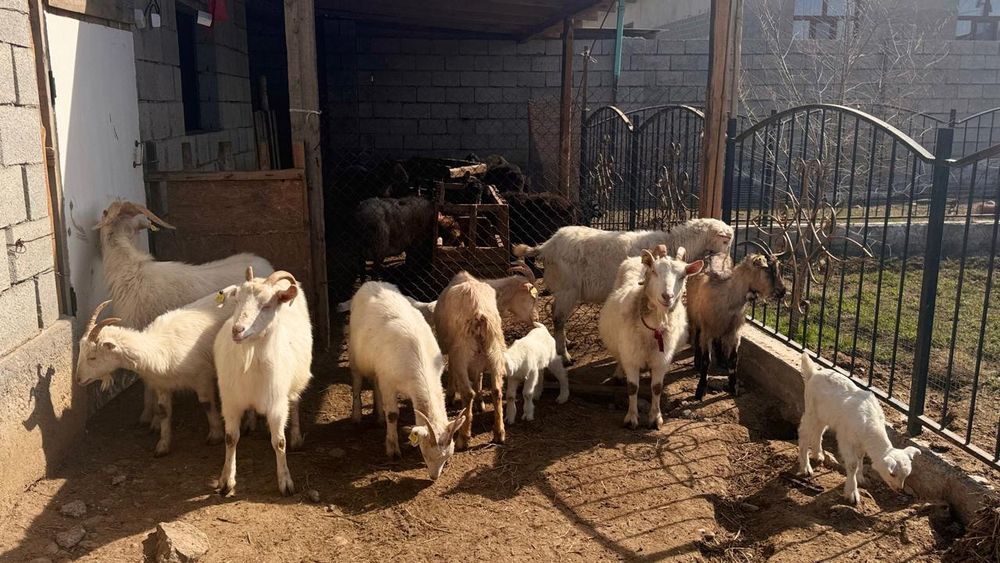 Занен ешкілер орыс