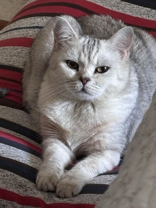 кошка британка продам