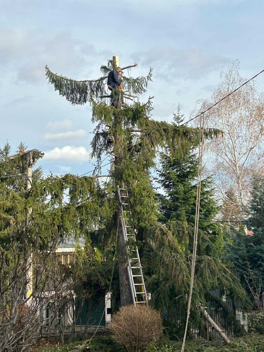 Рязане на опасни дървета