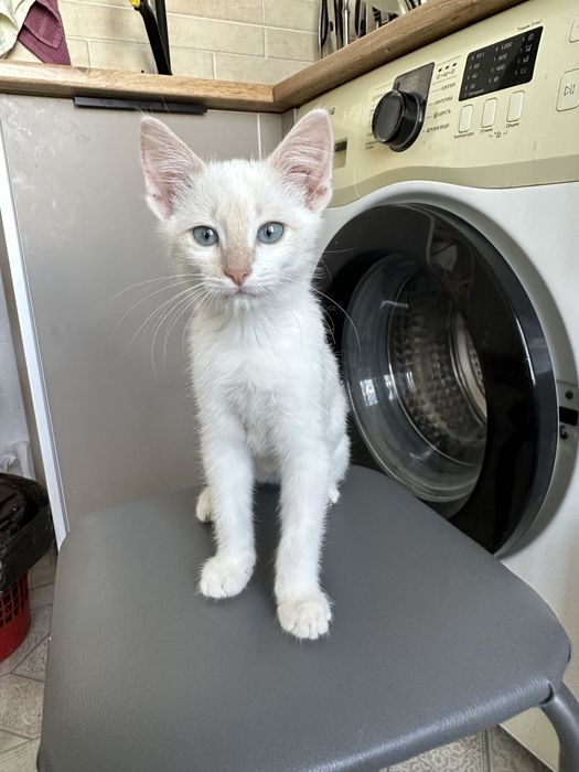 Отдам котенка бесплатно