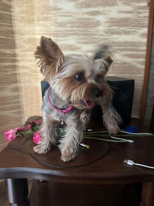 Йоркшиский терьер, сводка срочно