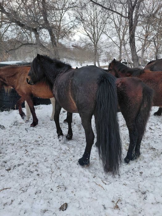 Лошади бие.     .