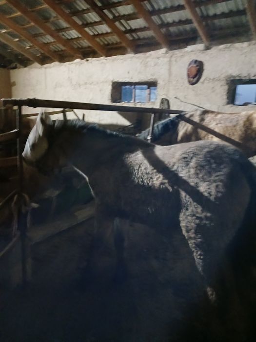 Жабағы Гарантия есть