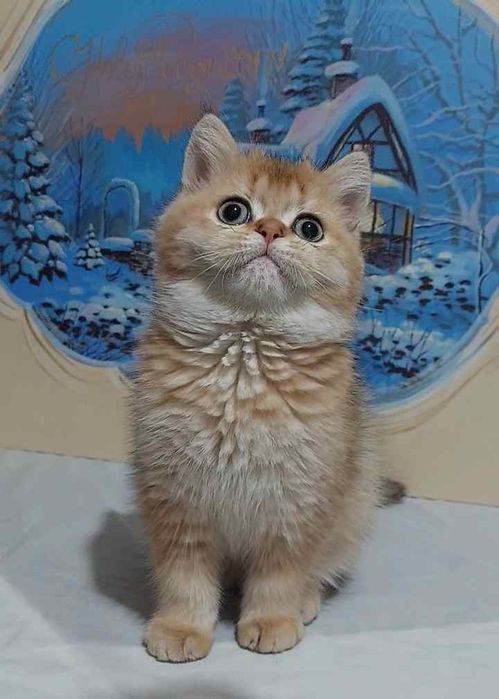 Britanskiy zalatisti chinchilla o'g'il bola 3 oylik Ny11