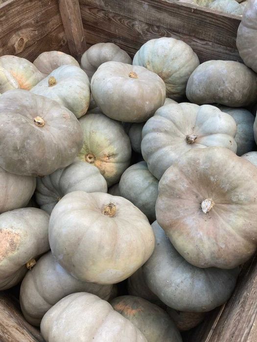 Продавам Тикви "Самсон"